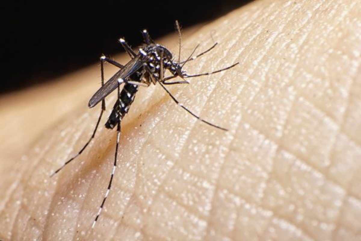 [Casos de dengue, Zika e Chikingunya caíram mais de 90% em Salvador em 2021]