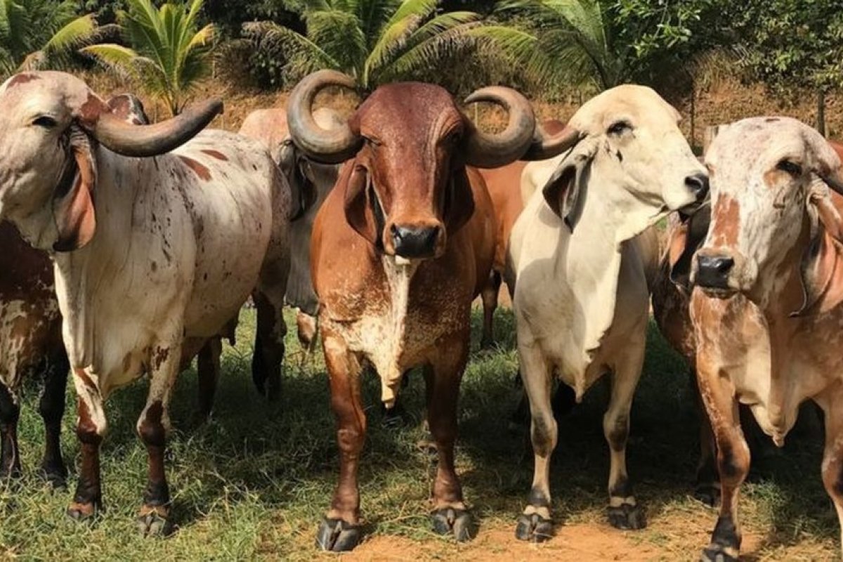 [Brasil tem 30 fábricas de vacina para gado e só 2 para humanos, diz Sindan]