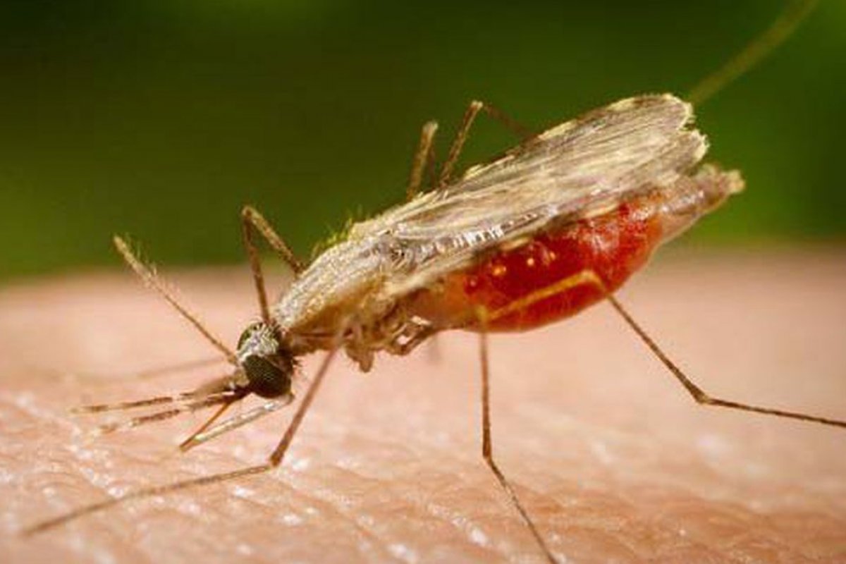 [Casos de malária no Brasil estão em queda, diz infectologista]
