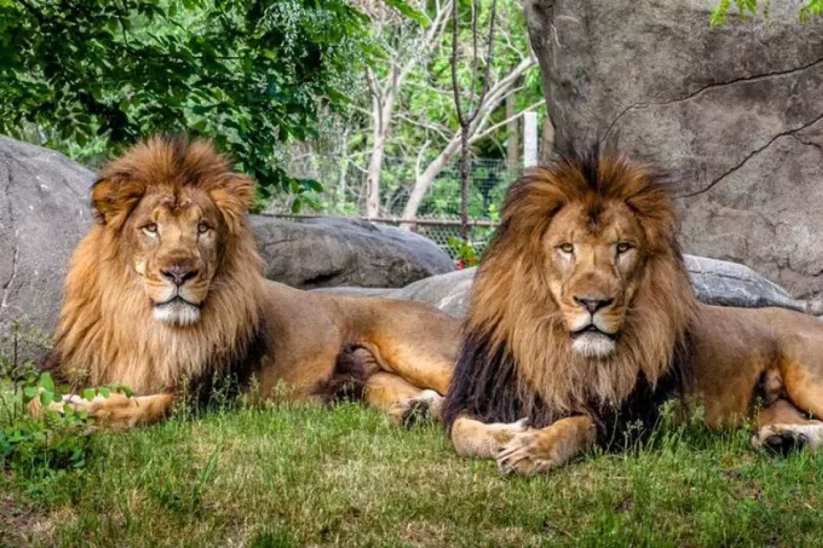 [Oito leões testam positivo para Covid-19 em um zoológico na India ]