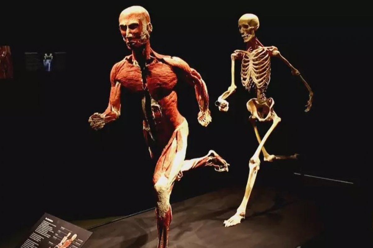 [Corpos humanos reais viram peças de exposição em Zurique, na Suíça]