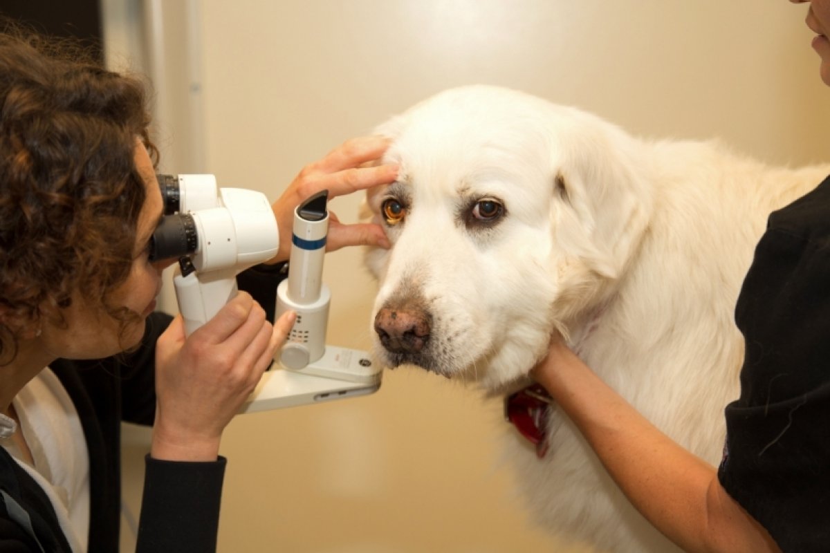 [Médica veterinária faz alerta para cuidados com a visão dos pets; confira]