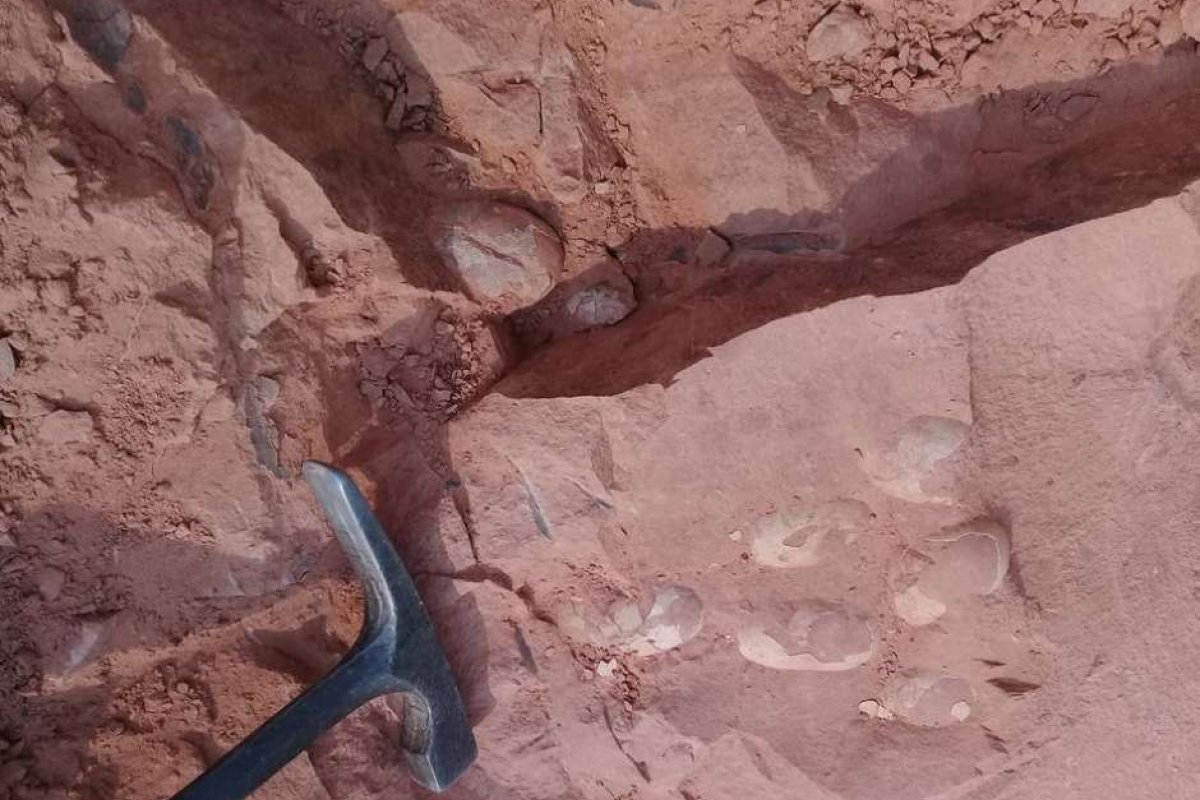 [Paleontólogo encontra ninhada com ovos de crocodilo que conviveram com dinossauro no interior de SP]