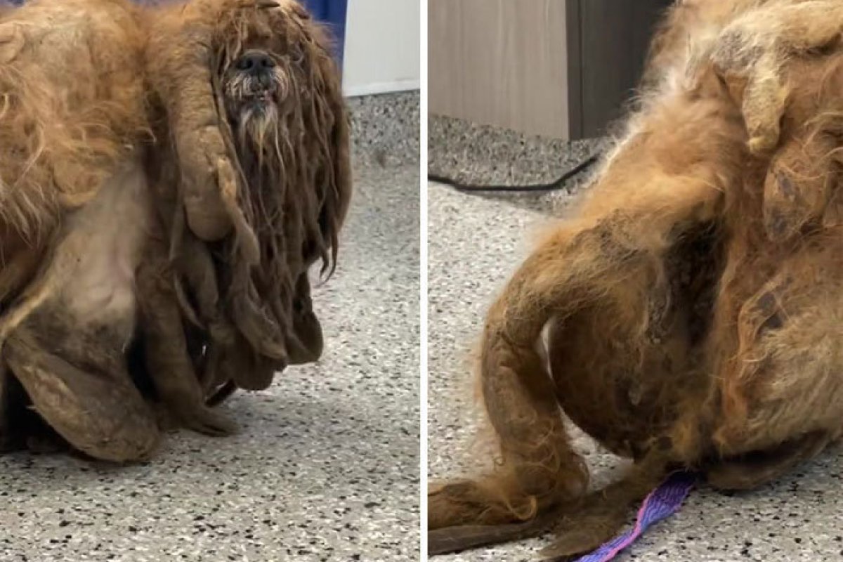 [Vídeo: cachorro abandonado teve 3kg de pelo retirados e recebe novo visual]
