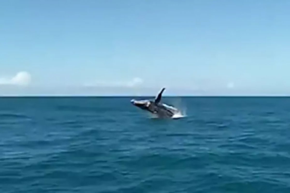 [Turistas avistam baleias jubarte durante passeio na Bahia]