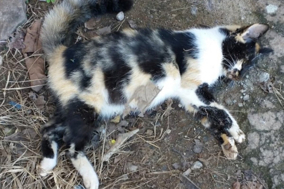 [Polícia investiga morte por envenenamento de 15 gatos em Barra Grande]