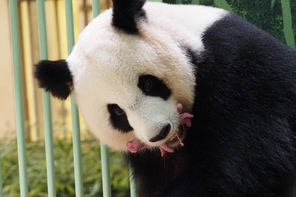 [Panda gigante dá à luz sozinha a dois filhotes em zoológico na França]