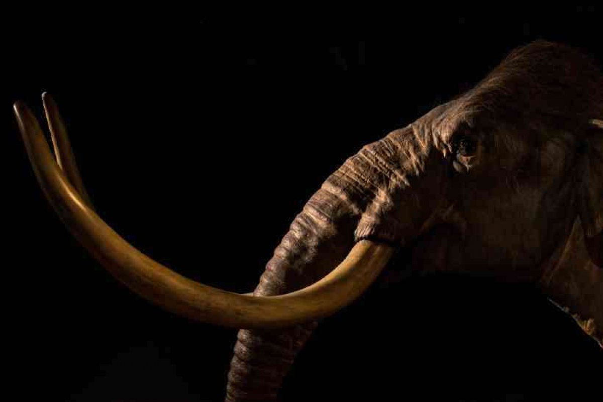 [Empresa americana tentará recriar espécie de mamute extinta há 4 mil anos]