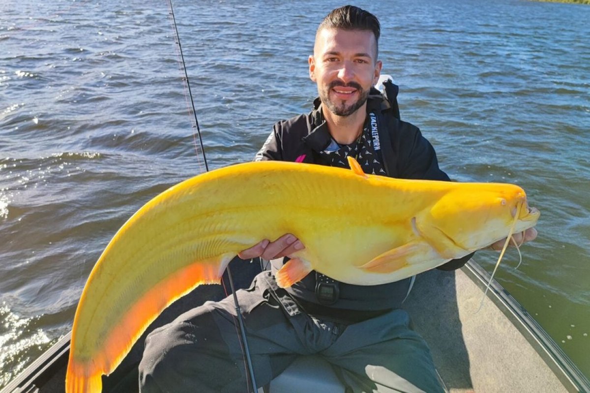 [Pescador alemão captura raro bagre amarelo na Holanda]