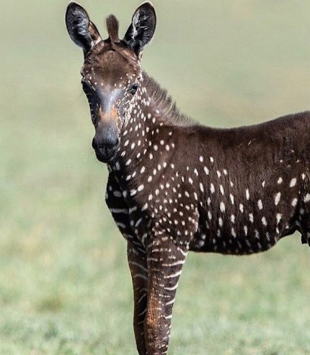 Zebra de [Zebra de