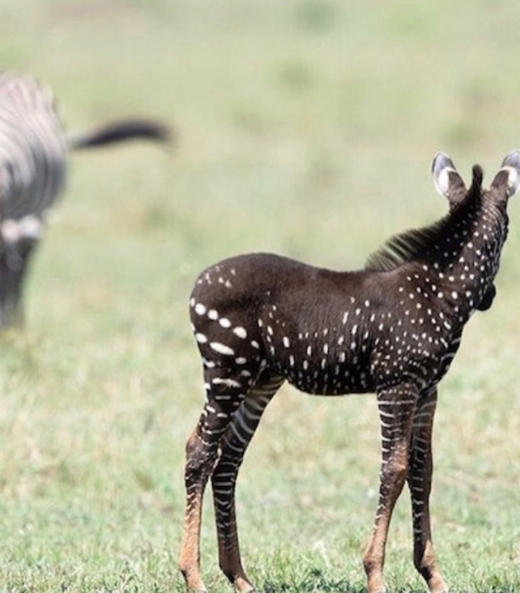 Zebra de [Zebra de