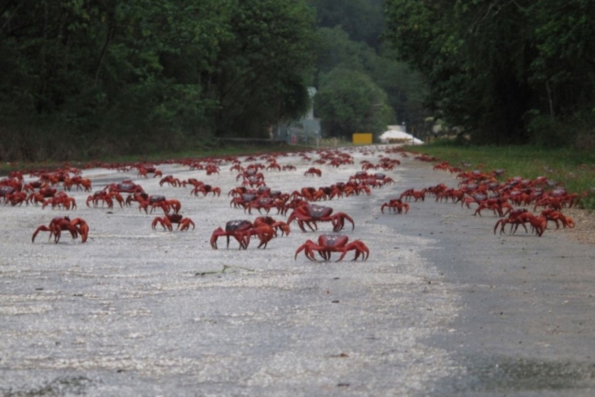 [Vídeo: milhões de caranguejos vermelhos cruzam estradas na Austrália]