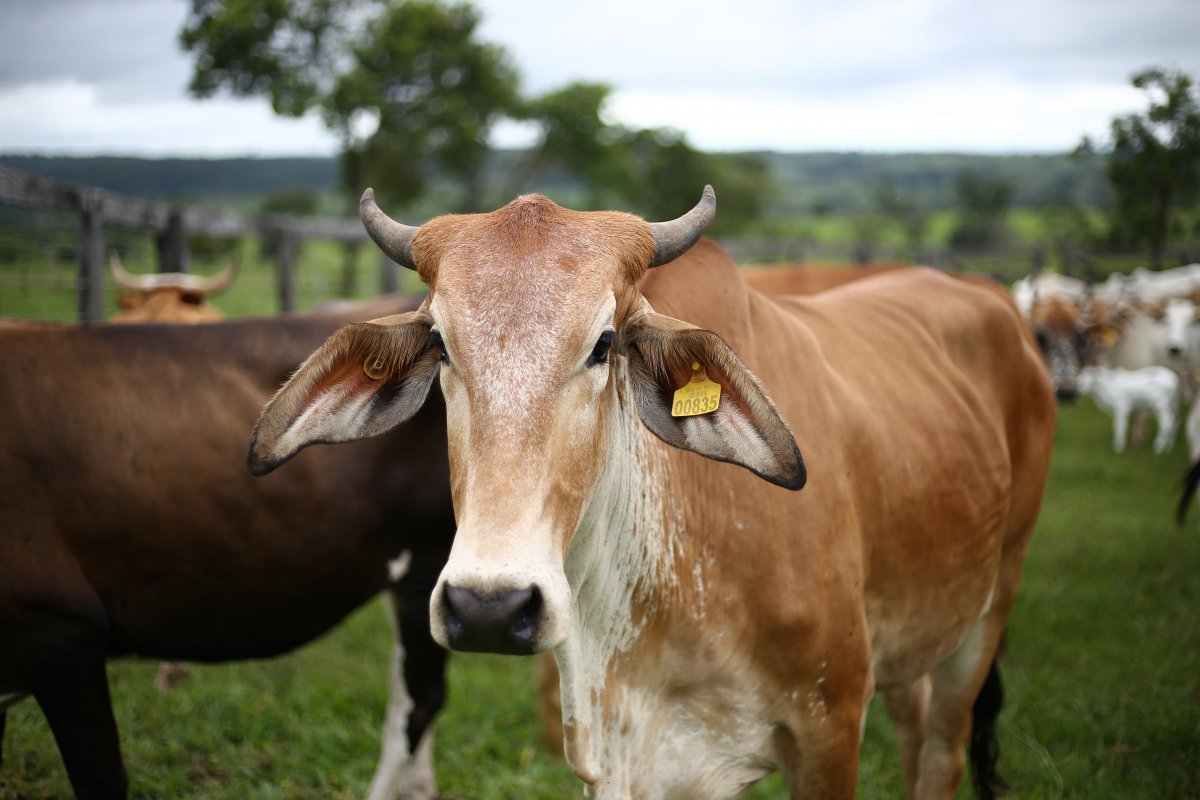 [China retira o embargo de carne bovina do Brasil, afirma Ministério da Agricultura]