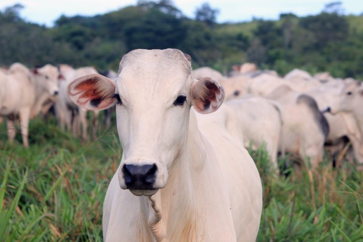 [Varejistas europeus bloqueiam importação de carne de alguns frigoríficos do Brasil]